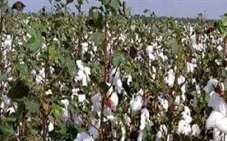 انطلاق موسم جني القطن في محافظة الفيوم يجذب الأنظار والعمالة الزراعية