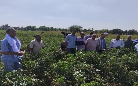 ندوة إرشادية بالفيوم تكشف أسرار جني القطن بنجاح