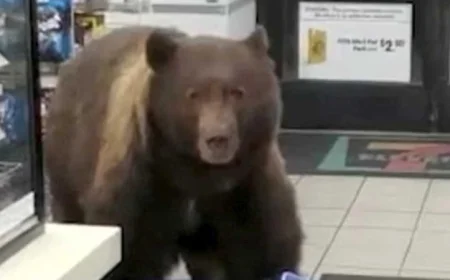 دب جائع يقتحم متجرا للمثلجات في كاليفورنيا ويثير دهشة الزبائن