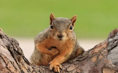 سنجاب طريف يستولي على مفاتيح سيارة سائح في الصين