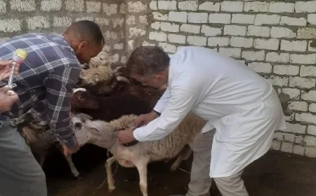 تطعيم 181 ألف ماشية في المنيا ضد الأمراض الوبائية لحماية الثروة الحيوانية