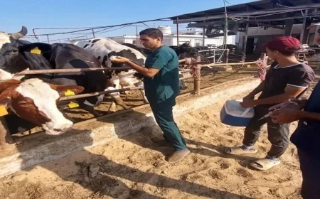استمرار حملة تحصين الماشية بالبحيرة للحماية من الحمى القلاعية