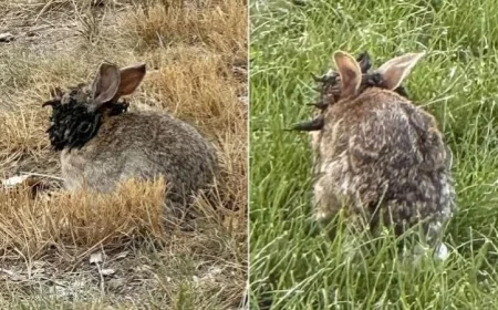 أرانب زومبي بقرون سوداء تثير الذعر بين سكان كولورادو الأمريكية
