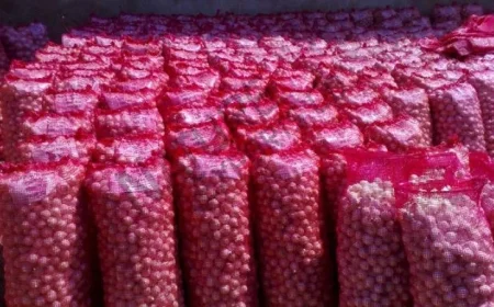 مصر تتصدر المراكز العالمية كثالث أكبر مُصدّر للبصل المجفف في 2024