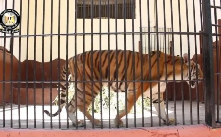 شاهد بالفيديو تطوير شامل لحديقة الحيوان وفق أرقى المعايير الدولية