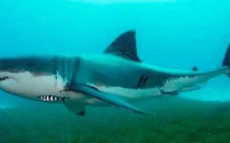 القبض على رجل في فلوريدا بعد انتقام من سمكة قرش