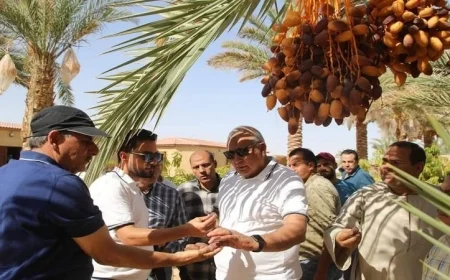 محافظ الوادي الجديد يتابع تطوير مشروعات التمور الممتازة في الفرافرة