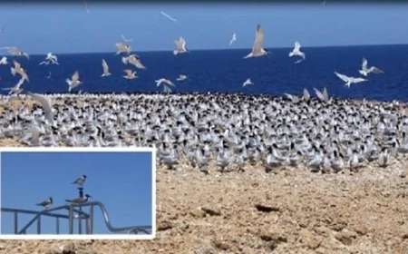 مصر تحتل المرتبة الثانية عالميًا كممر رئيسي لهجرة الطيور