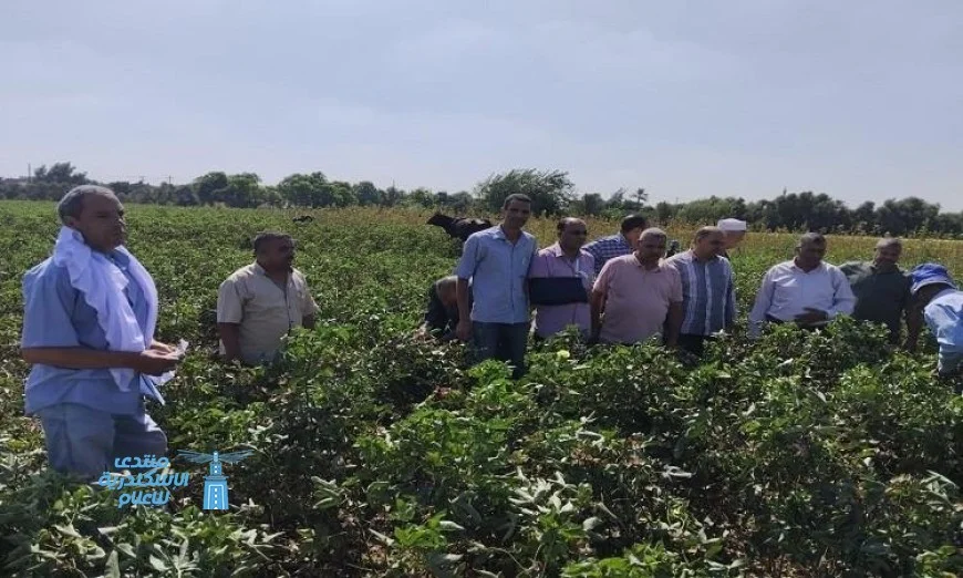 ندوة إرشادية بالفيوم تكشف أسرار جني القطن بنجاح