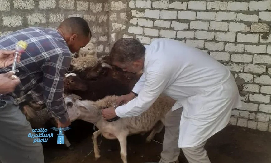 تطعيم 181 ألف ماشية في المنيا ضد الأمراض الوبائية لحماية الثروة الحيوانية