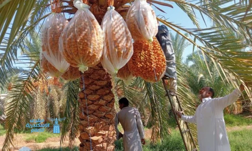دورة تدريبية لـ”بحوث الصحراء” حول أحدث التقنيات الزراعية