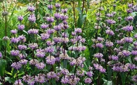 دراسة جديدة تكشف: كبسولات زيت اللافندر تخفض من مستويات القلق بشكل فعال