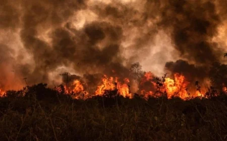 مراهق برتغالي يتسبب عمدا في حرائق غابات بسبب تراجع أدائه الدراسي