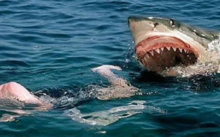 هجوم سمكة قرش مميت يقضي على حياة رجل قرب شاطئ سيدني