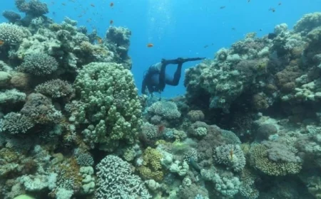 الشعاب المرجانية في محمياتنا البحرية تظهر مرونة استثنائية أمام التغيرات المناخية