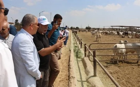 محافظ الإسماعيلية يعلن عن إنشاء مجزر حديث في القصاصين