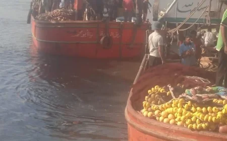 بداية موسم صيد الشانشولا ٢٠٢٥ في خليج السويس بعد توقف دام ٤ أشهر