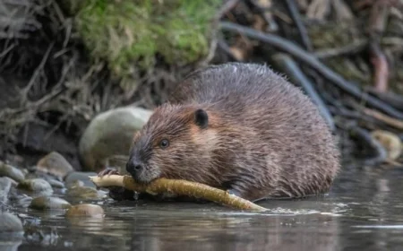 خدمة القندس توفر لحكومة التشيك 1.2 مليون دولار سنوياً