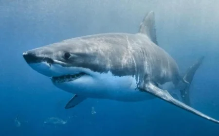 معرض يحتفي بخمسين عامًا على إصدار فيلم jaws الشهير