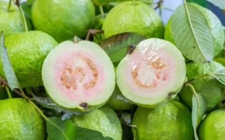 جزيء سري في الجوافة يفتح آفاقاً جديدة لعلاج سرطان الكبد