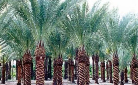 مشروع زراعة نخيل المجدول ينطلق في الفرافرة القديمة باتفاقية تخصيص من “الريف المصري”