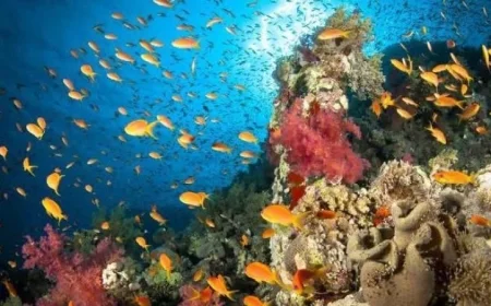 تهديد التنوع البيولوجي ومخزون الأسماك بارتفاع درجات الحرارة في البحر الأبيض