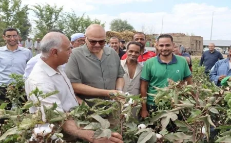 جولة تفقدية لمحافظ القليوبية لمتابعة حصاد القطن في كفر شكر