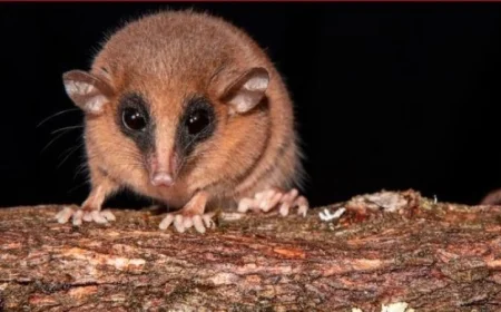 اكتشاف مثير لنوع جديد من القوارض في غابات البيرو