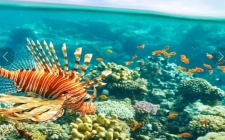 الإعلان قريباً عن محمية الأرخبيل المرجاني الأعظم في البحر الأحمر