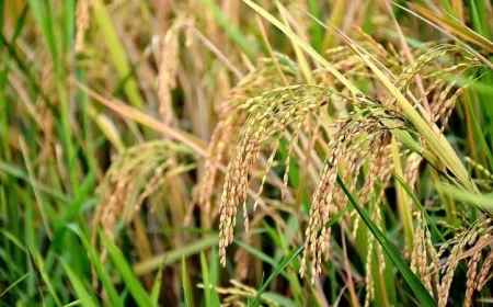 اكتشاف نانوي يعيد تشكيل زراعة الأرز ويعزز الأمن الغذائي العالمي