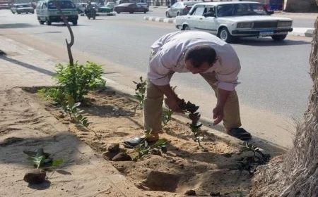 جهود متواصلة لتشجير طريق الكورنيش بدمنهور والحفاظ على المساحات الخضراء