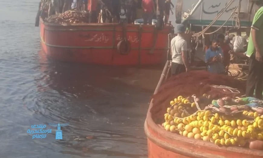 بداية موسم صيد الشانشولا ٢٠٢٥ في خليج السويس بعد توقف دام ٤ أشهر
