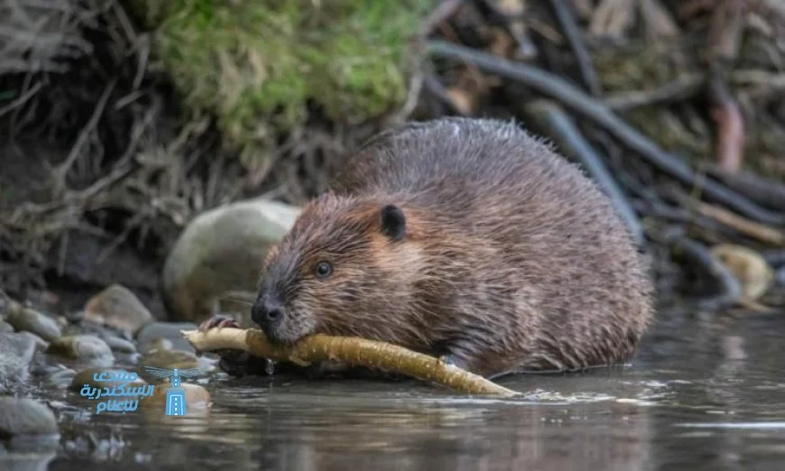 خدمة القندس توفر لحكومة التشيك 1.2 مليون دولار سنوياً