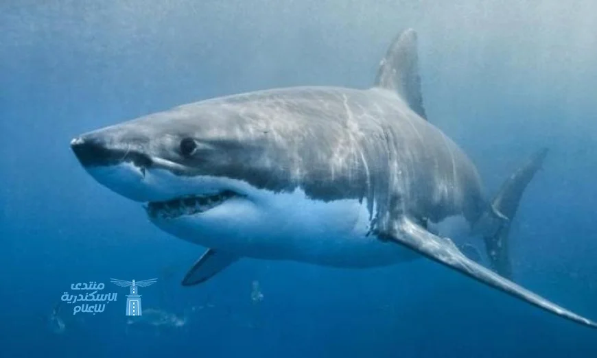 معرض يحتفي بخمسين عامًا على إصدار فيلم jaws الشهير
