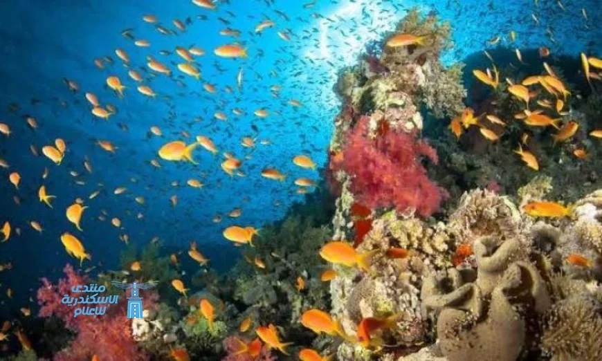 تهديد التنوع البيولوجي ومخزون الأسماك بارتفاع درجات الحرارة في البحر الأبيض