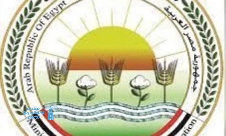 الزراعة تؤكد عدم صحة إشاعات وجود طماطم في الأسواق مرشوشة بمادة الإيثريل