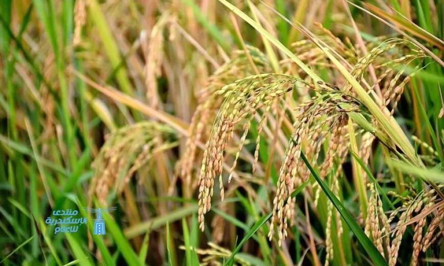 اكتشاف نانوي يعيد تشكيل زراعة الأرز ويعزز الأمن الغذائي العالمي