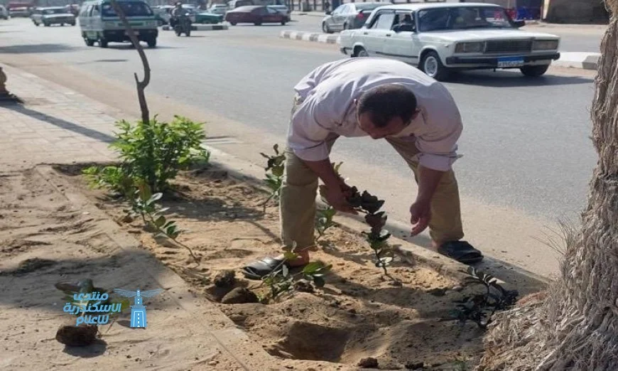 جهود متواصلة لتشجير طريق الكورنيش بدمنهور والحفاظ على المساحات الخضراء