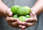 الليمون العطرى يحمي الكبد من أمراض السمنة ويعزز الصحة العامة