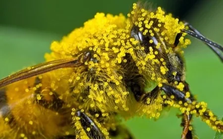 اكتشف سر حبوب اللقاح الذي قد ينقذ نحل العسل