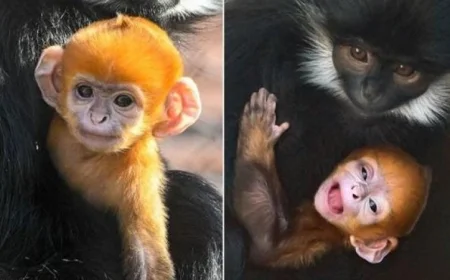 أوكلاهوما سيتي تشهد ولادة قرد برتقالي نادر في حديقة الحيوانات