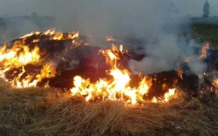 تحرير 65 محضرا ضد حارقي قش الأرز في محافظة الشرقية لضمان حماية البيئة