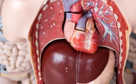 دراسة تكشف أن المشروبات منخفضة السكر والمحليات الصناعية تزيد من خطر الإصابة بالكبد الدهني