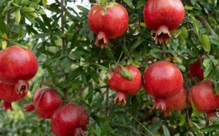 منتج مبتكر من أوراق الرمان يكافح البكتيريا وخلايا أورام الثدي حسب دراسة من قومي البحوث