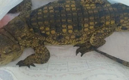 التحفظ على تمساح حدائق الأهرام بعد فشله في الرعاية والتخلص منه