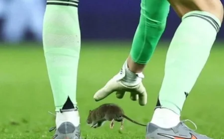 فأر يتسبب في إيقاف مباراة حاسمة بتصفيات كأس العالم