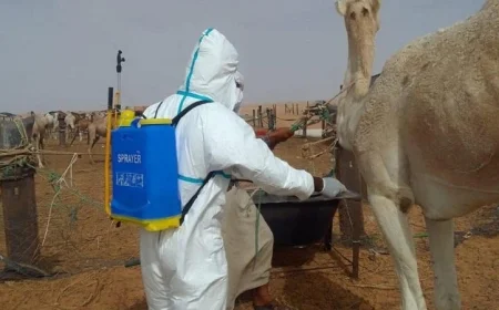 حمى الوادي المتصدع تودي بحياة 18 شخصاً في السنغال وتسبب في 140 إصابة جديدة