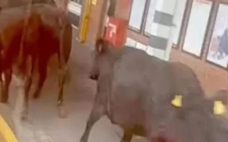 أبقار تثير الفوضى في محطة قطارات ويلز وتعطل حركة المرور بطريقة مضحكة