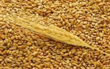 تداول 120 ألف طن من البضائع المتنوعة ووصول 65 ألف طن من القمح الفرنسي إلى ميناء سفاجا