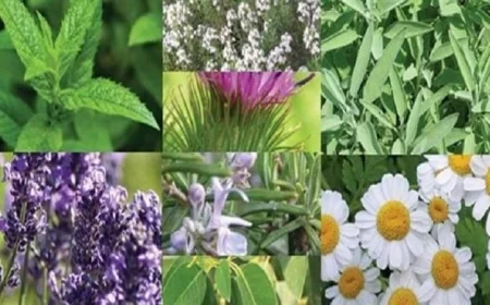 تحديثات الصناعة تعلن عن إطلاق 200 خدمة جديدة في قطاع النباتات الطبية والعطرية بالفيوم وبني سويف